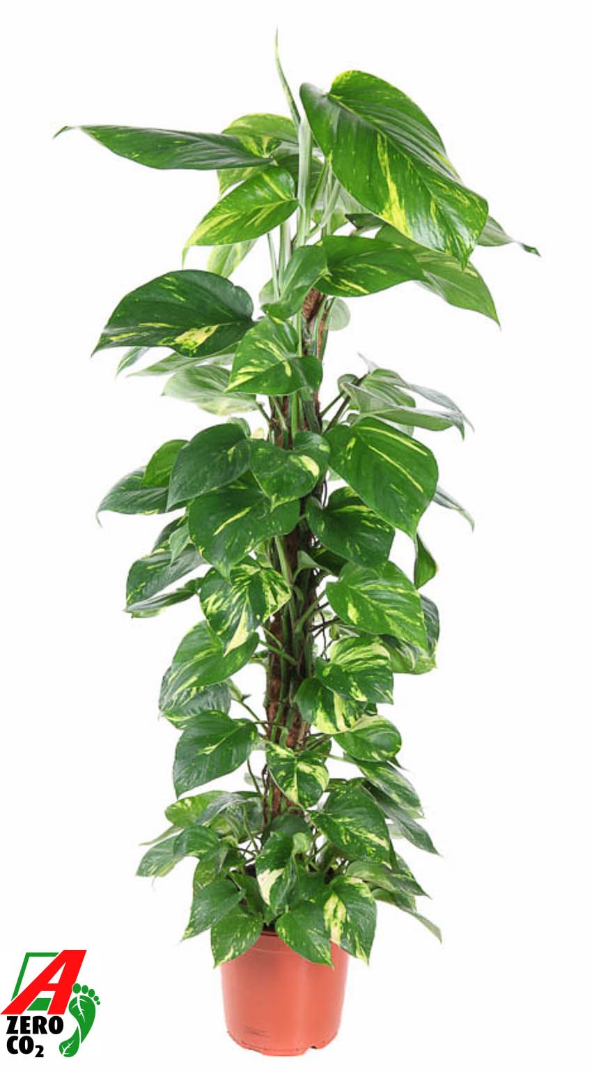 Горшечные цветы и растения оптом Epipremnum Pinnatum Mospole от 1шт из Голландии с доставкой по России