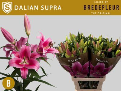 Срезанные цветы оптом Lilium or dalian supra от 30шт из Голландии с доставкой по России