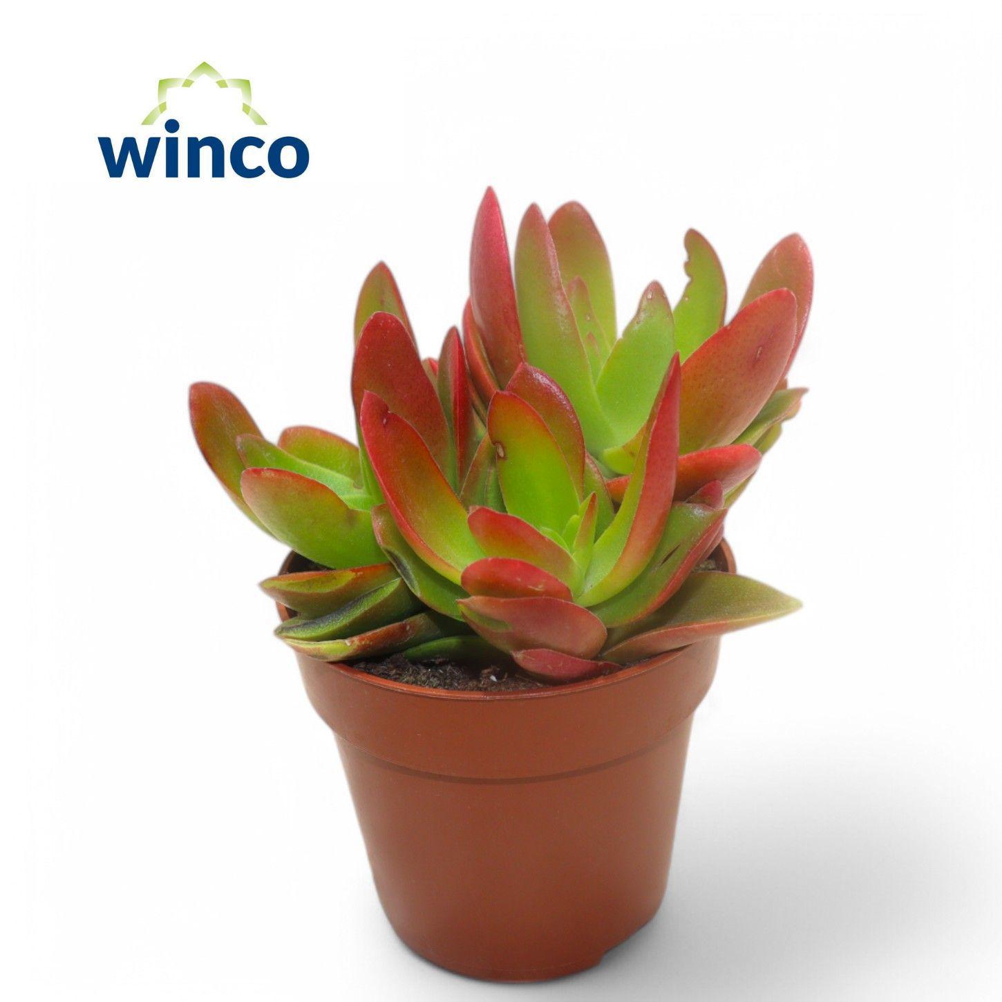 Горшечные цветы и растения оптом Crassula Capitella Campfire (red) от 18шт (для телеги) из Голландии с доставкой по России