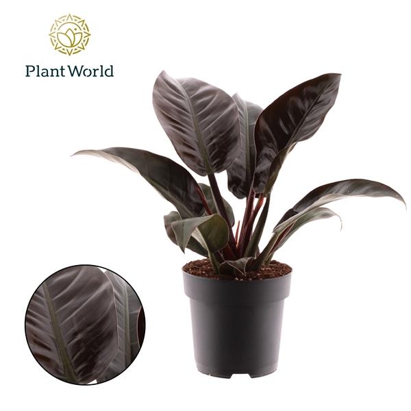 Горшечные цветы и растения оптом Philodendron Imperial Red (decorum) от 4шт из Голландии с доставкой по России