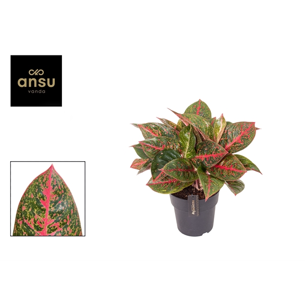 Горшечные цветы и растения оптом Aglaonema Red Sprinkles от 3шт из Голландии с доставкой по России