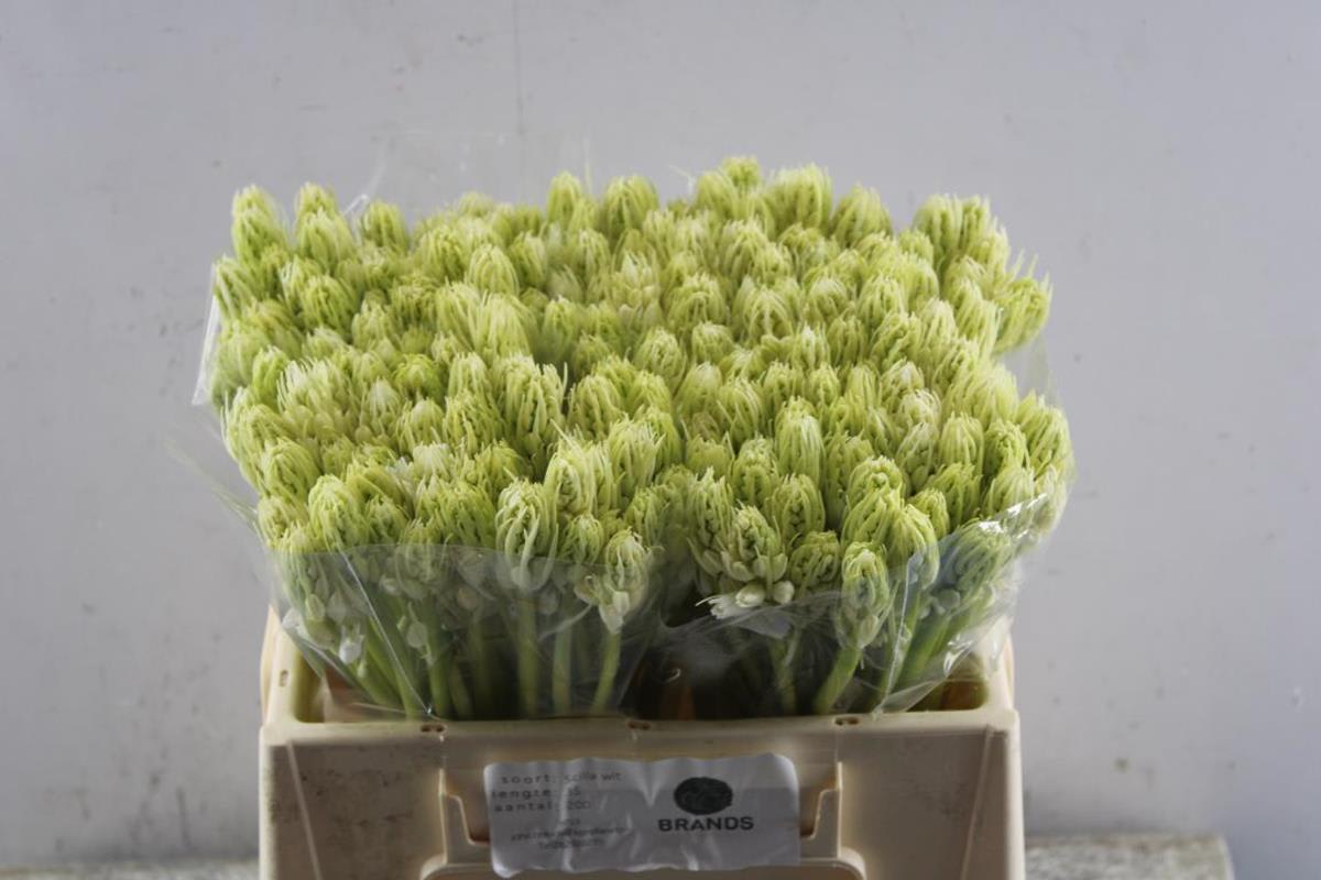 Срезанные цветы оптом Hyacinthus white city от 200шт из Голландии с доставкой по России