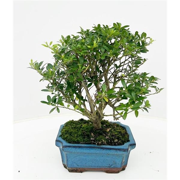 Горшечные цветы и растения оптом Bonsai Ilex Crenata, Without Drip от 8шт из Голландии с доставкой по России