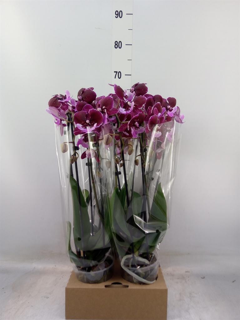 Горшечные цветы и растения оптом Phal Elegant Cascade от 4шт из Голландии с доставкой по России