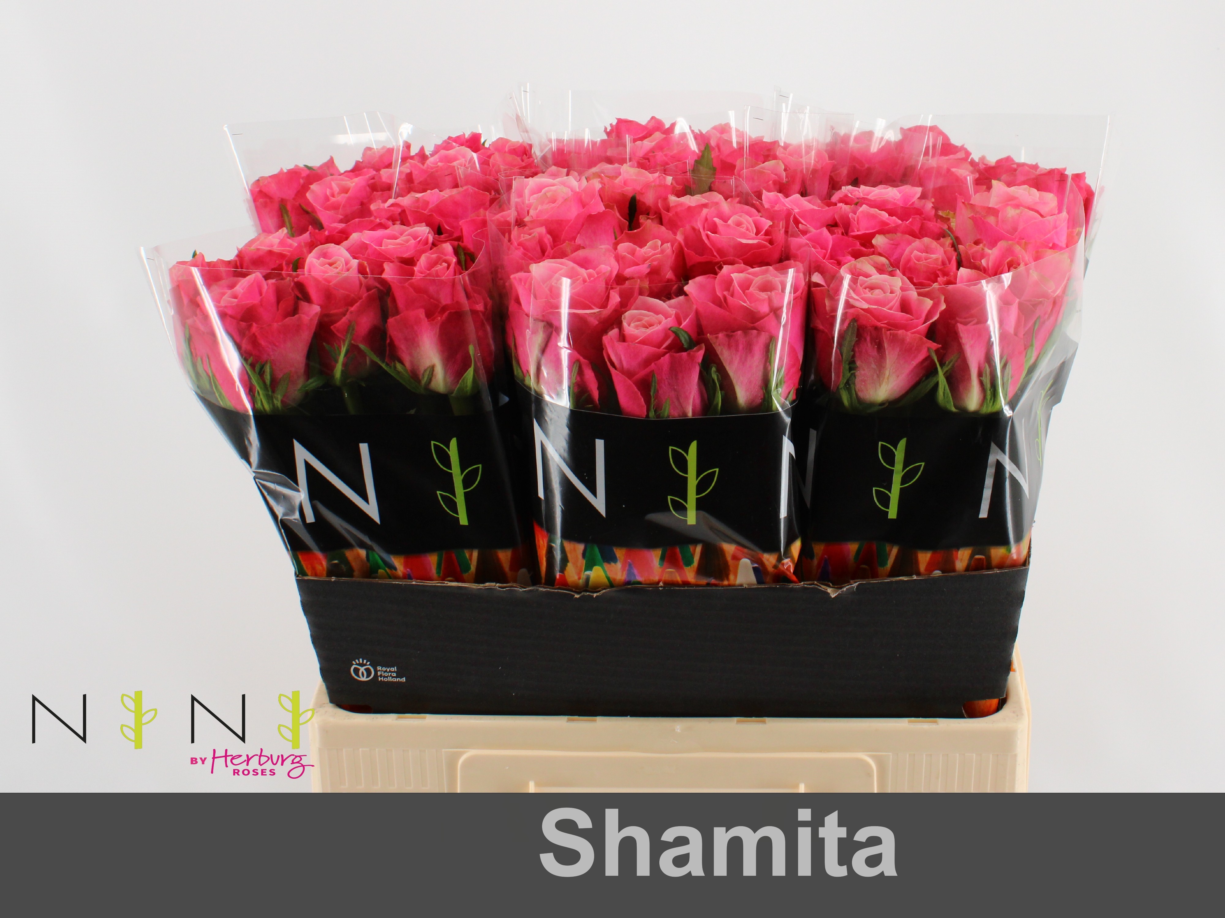 Срезанные цветы оптом Rosa large shamita от 80шт из Голландии с доставкой по России