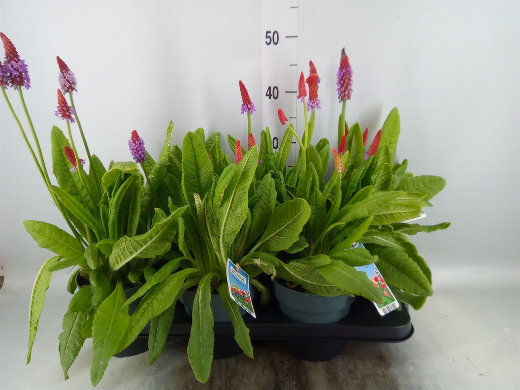 Горшечные цветы и растения оптом Primula Vialii от 6шт из Голландии с доставкой по России