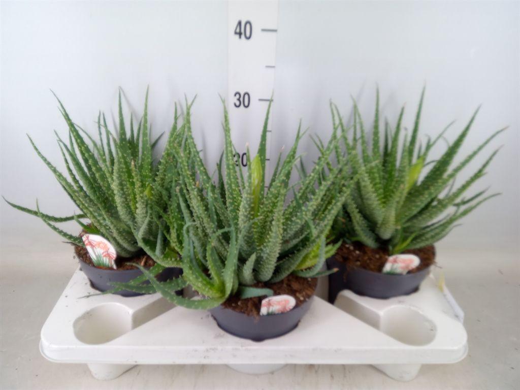 Горшечные цветы и растения оптом Aloe Humilis от 3шт из Голландии с доставкой по России