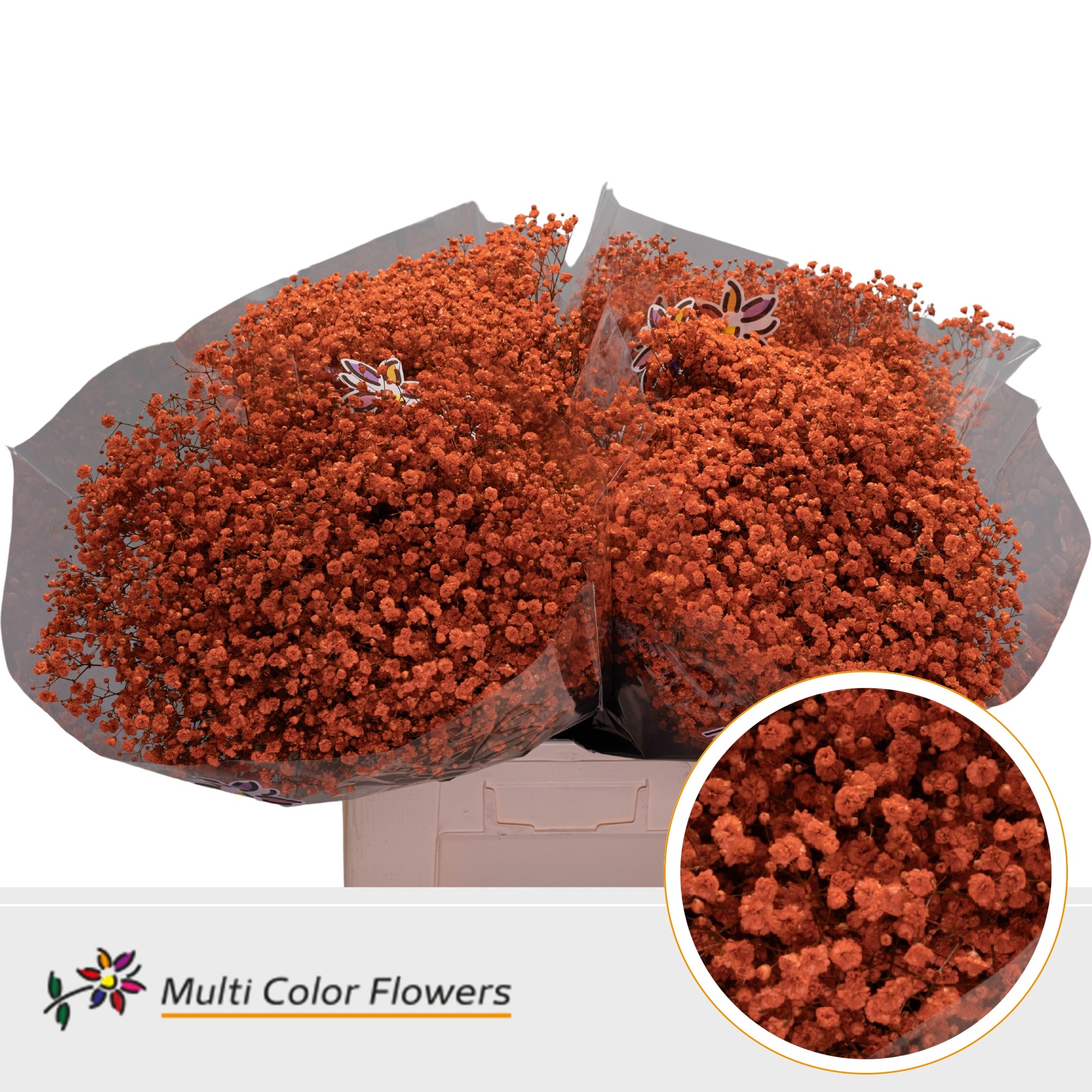 Срезанные цветы оптом Gyps large paint orange от 100шт. из Голландии с доставкой по России