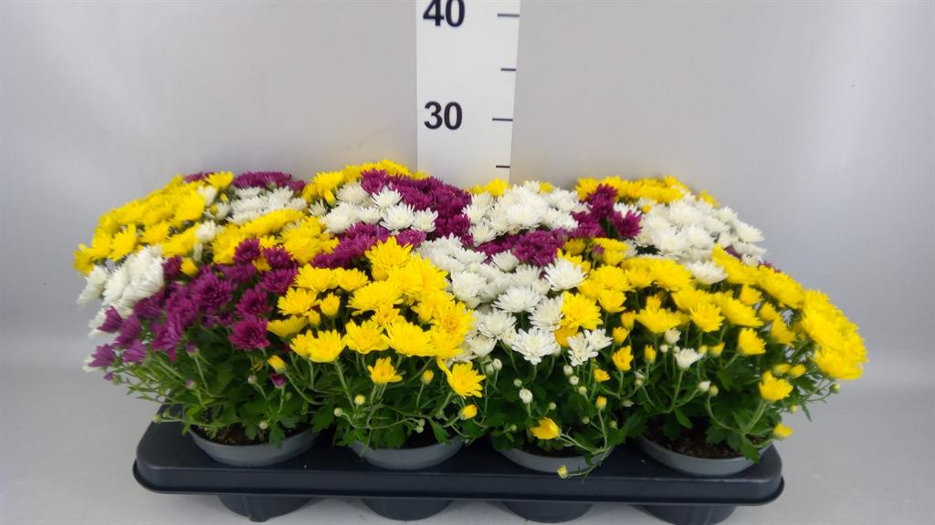 Горшечные цветы и растения оптом Chrysanthemum ..mix/pot от 8шт из Голландии с доставкой по России