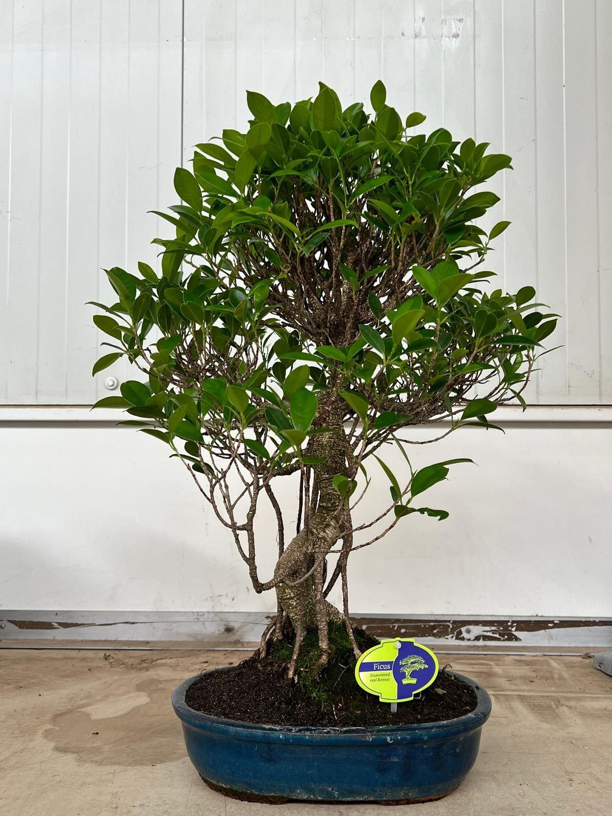 Горшечные цветы и растения оптом Bonsai Ficus Retusa от 2шт из Голландии с доставкой по России