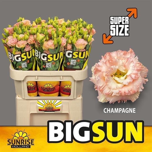 Срезанные цветы оптом Lisianthus do big sun champagne от 40шт из Голландии с доставкой по России