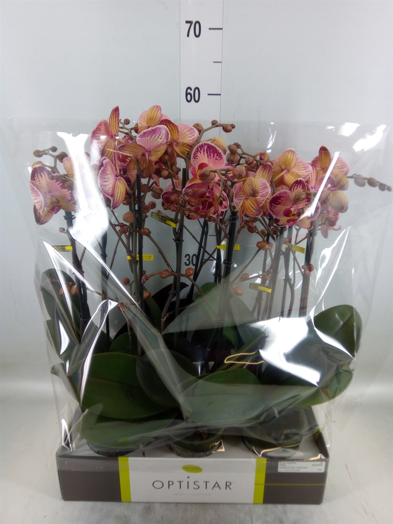 Горшечные цветы и растения оптом Phalaenopsis   ...red от 6шт из Голландии с доставкой по России
