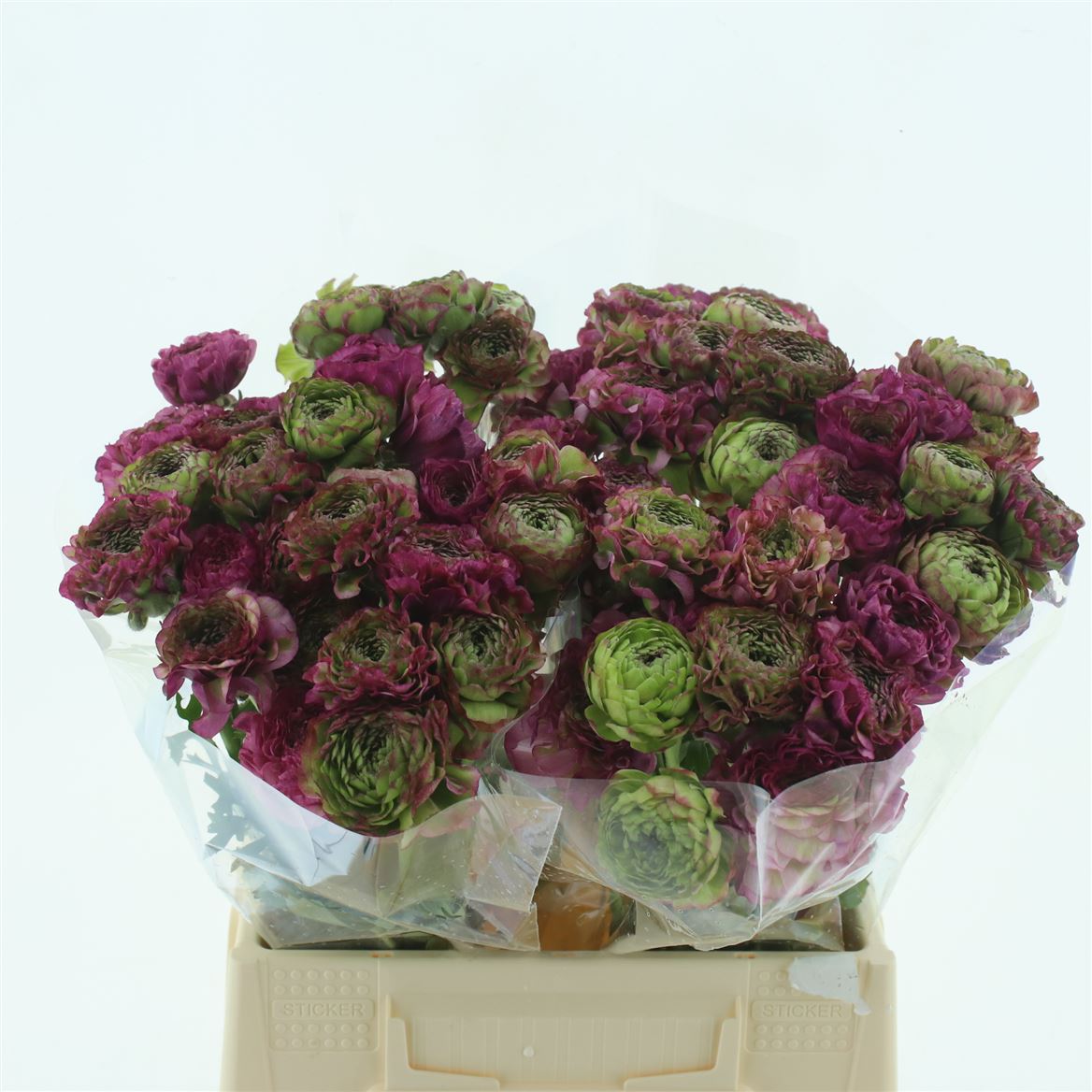 Срезанные цветы оптом Ranunculus pon pon malva от 90шт. из Голландии с доставкой по России