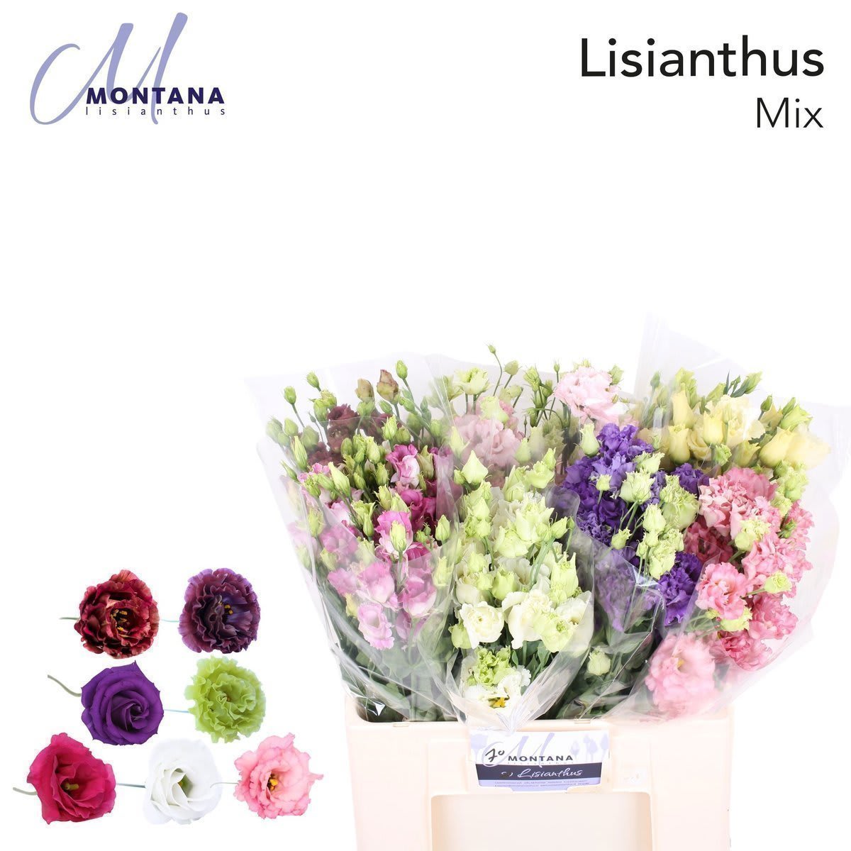 Срезанные цветы оптом Lisianthus do mix in bucket от 70шт из Голландии с доставкой по России Срезанные цветы оптом Lisianthus do mix in bucket от 70шт из Голландии с доставкой по России