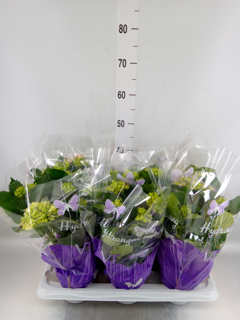 Горшечные цветы и растения оптом Hydrangea Mac.   ...mix от 6шт из Голландии с доставкой по России