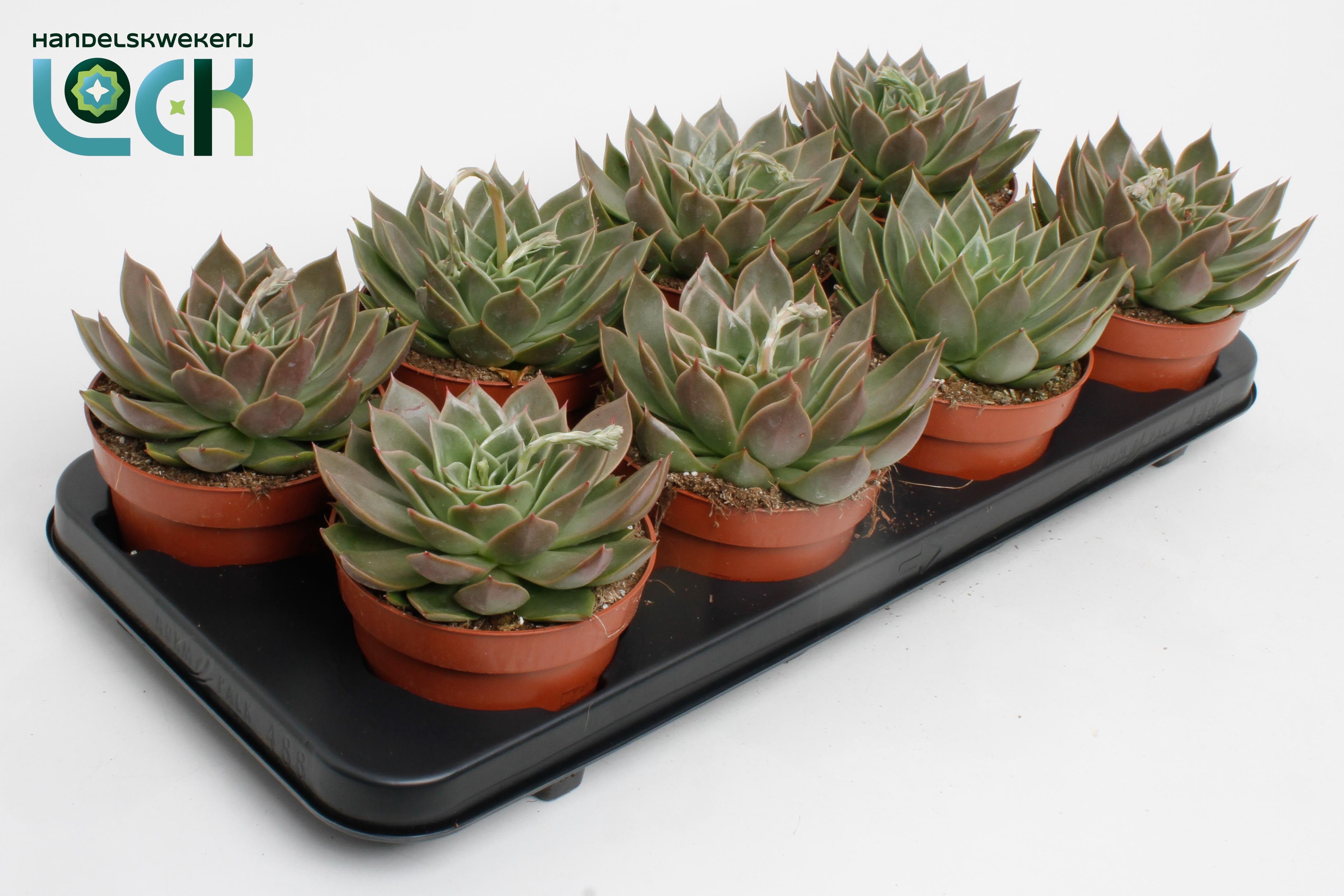 Горшечные цветы и растения оптом Echeveria Agavoides от 6шт из Голландии с доставкой по России