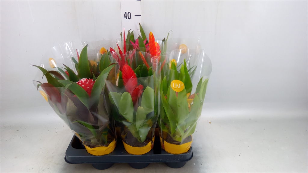 Горшечные цветы и растения оптом Bromelia   ...mix от 9шт из Голландии с доставкой по России