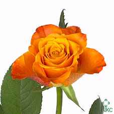Срезанные цветы оптом Rosa la mariyo! от 250шт из Голландии с доставкой по России