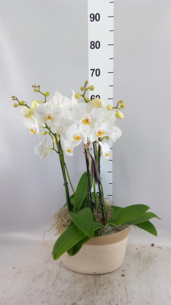 Горшечные цветы и растения оптом Phalaenopsis Multi. ...white от 1шт из Голландии с доставкой по России