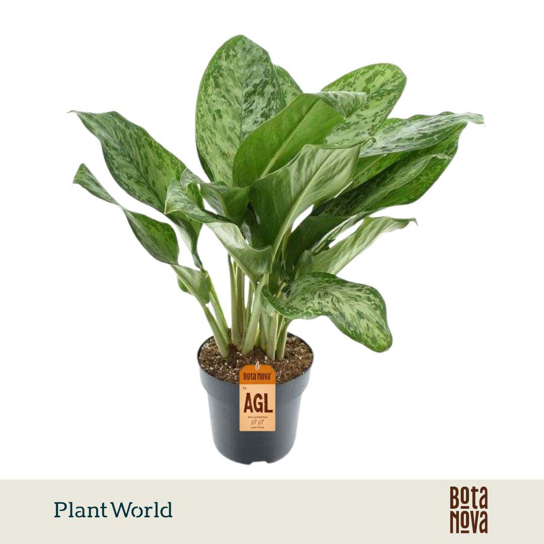 Горшечные цветы и растения оптом Aglaonema Greenlight от 3шт из Голландии с доставкой по России