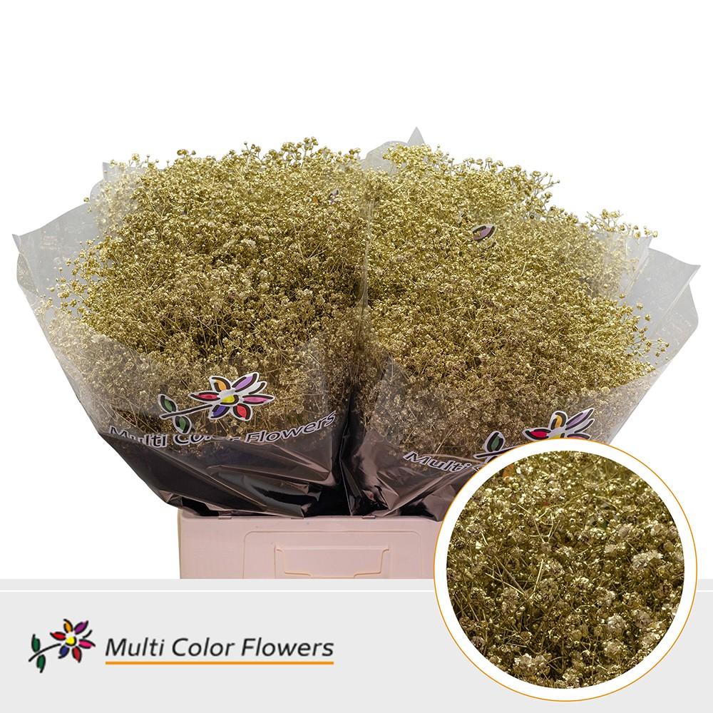 Срезанные цветы оптом Gyps large paint gold от 100шт из Голландии с доставкой по России