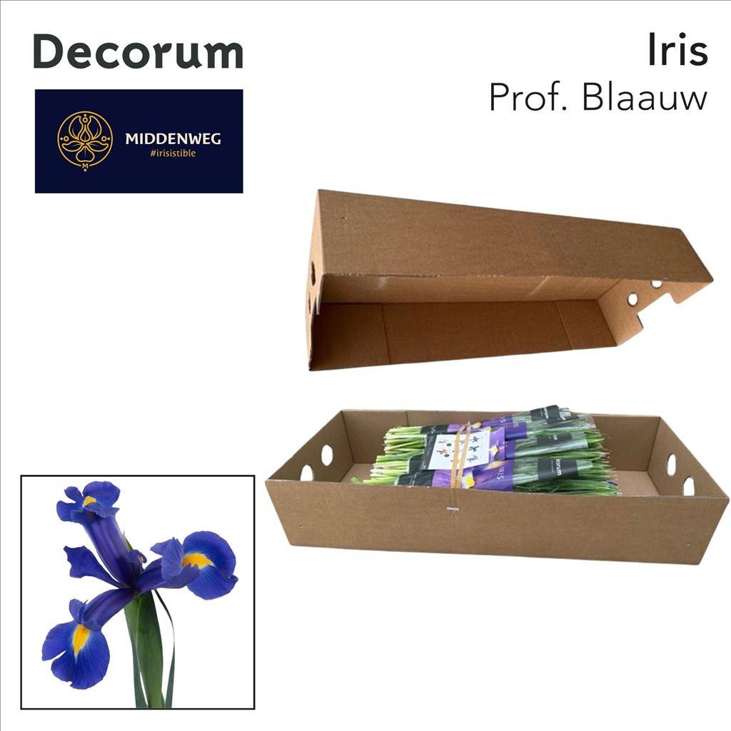 Срезанные цветы оптом Iris prof blaauw от 500шт из Голландии с доставкой по России