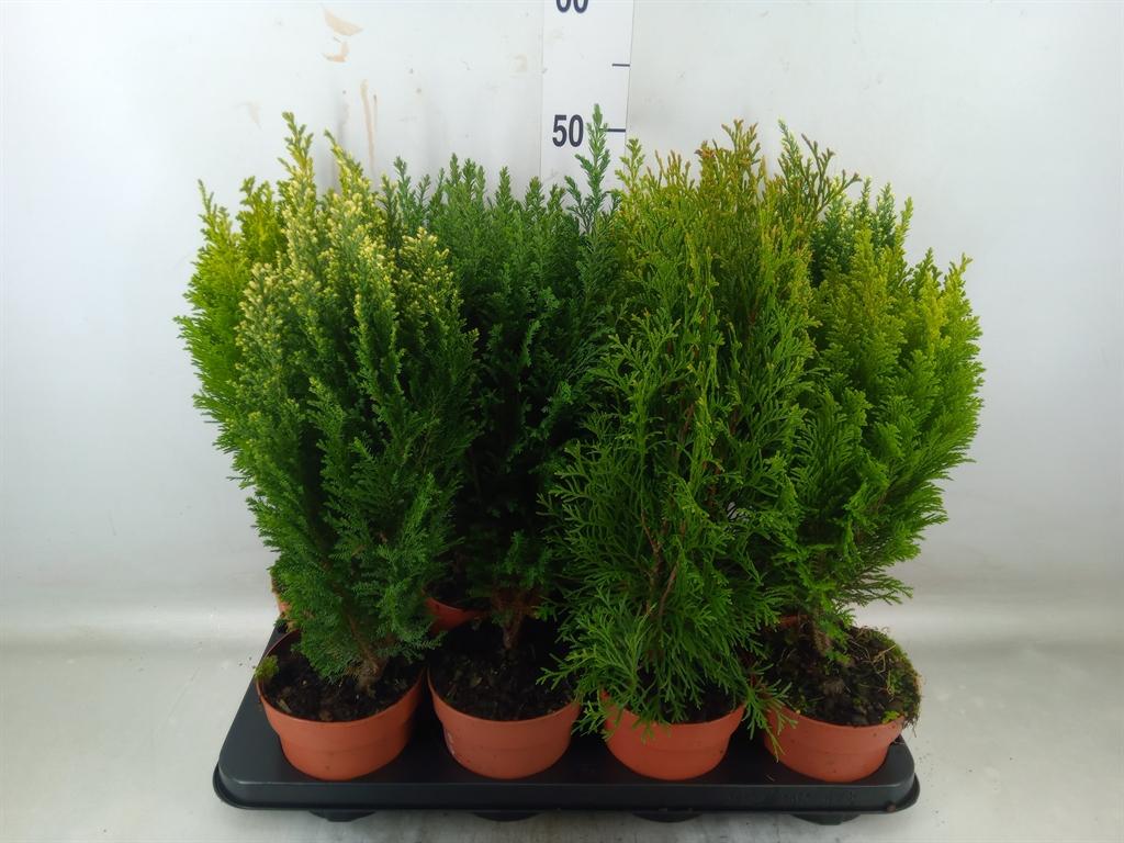 Горшечные цветы и растения оптом Conifers   ...mix от 8шт из Голландии с доставкой по России