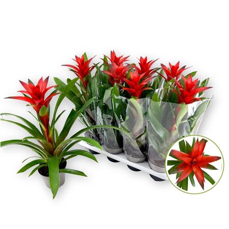 Горшечные цветы и растения оптом Guzmania Amoretto от 8шт из Голландии с доставкой по России