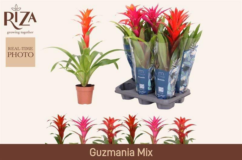 Горшечные цветы и растения оптом Guzm Gem 3 Srt от 6шт из Голландии с доставкой по России