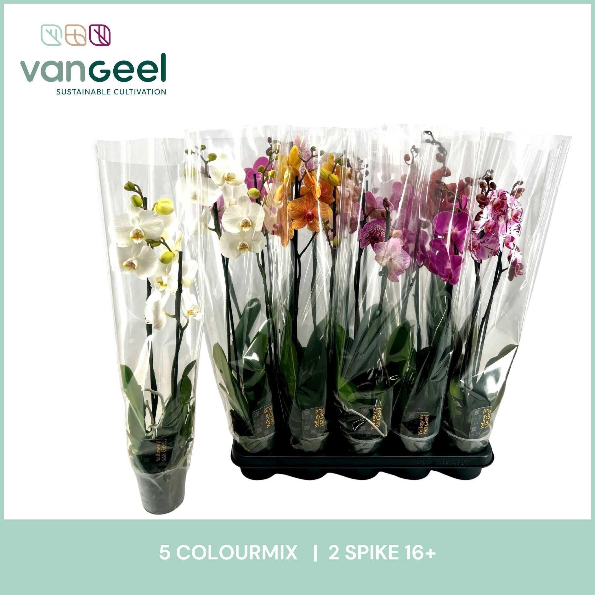 Горшечные цветы и растения оптом Phal Gem 5 Kl от 10шт из Голландии с доставкой по России