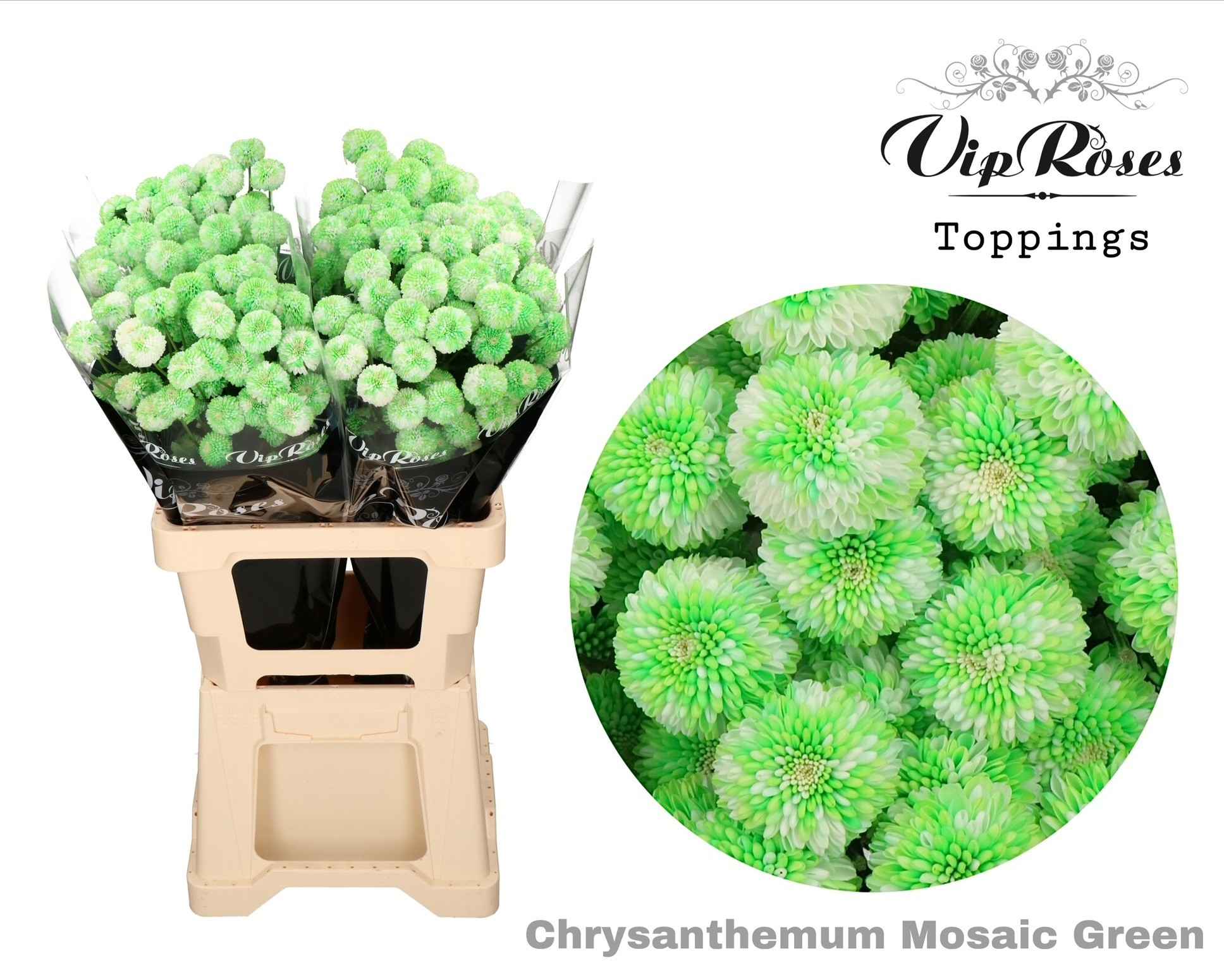 Срезанные цветы оптом Chrys sp paint mosaic green от 20шт из Голландии с доставкой по России