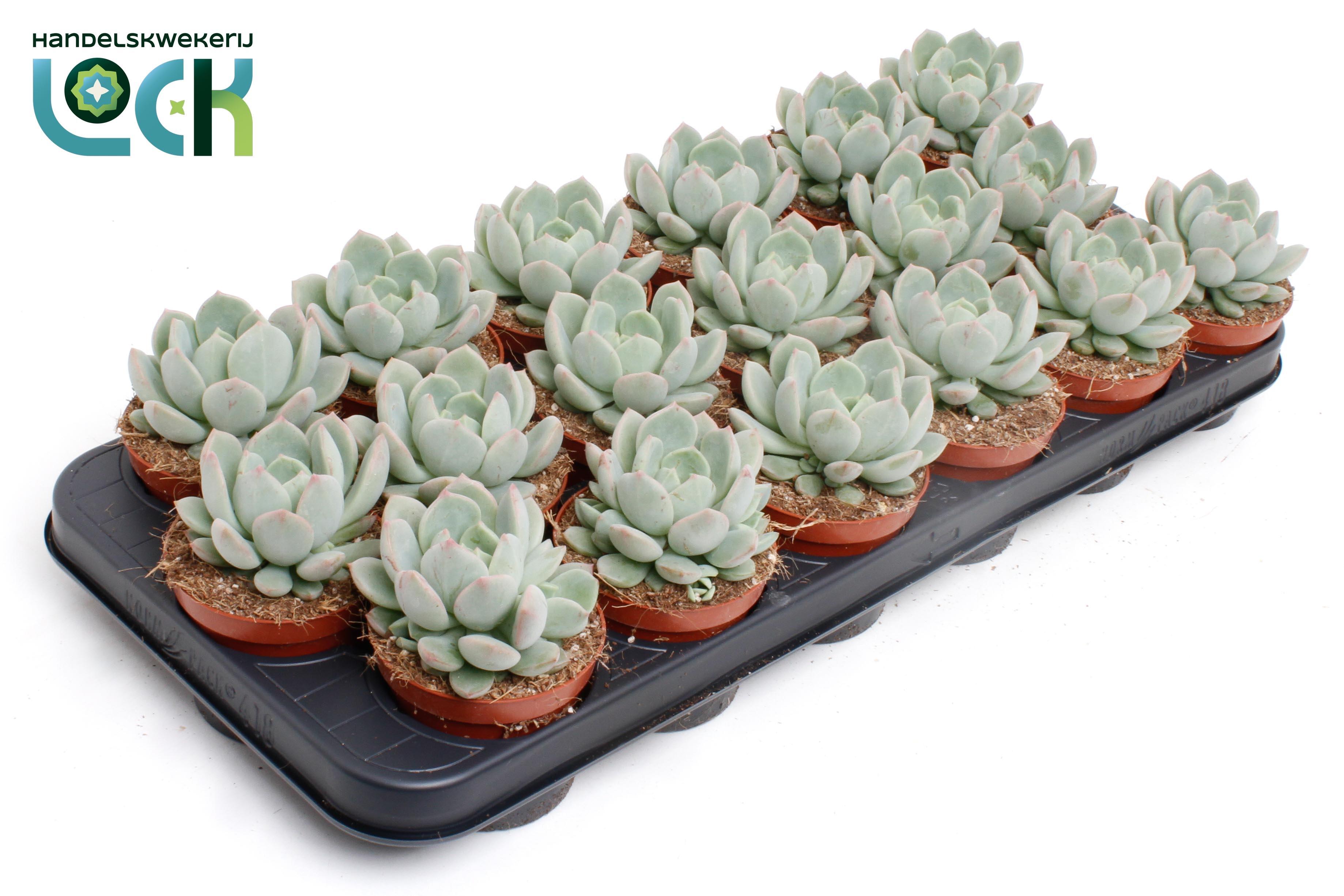 Горшечные цветы и растения оптом Echeveria Secunda от 12шт (для телеги) из Голландии с доставкой по России