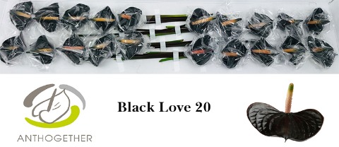 Срезанные цветы оптом Anthurium love black от 20шт из Голландии с доставкой по России