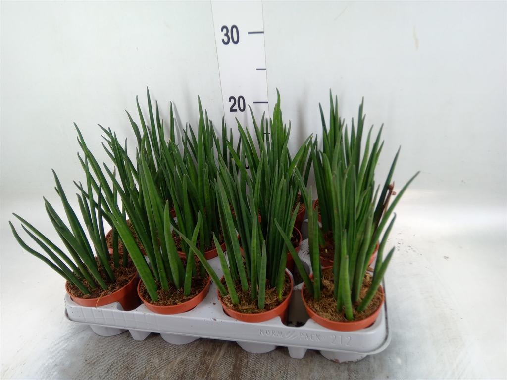 Горшечные цветы и растения оптом Sansevieria Bacularis от 12шт (для телеги) из Голландии с доставкой по России
