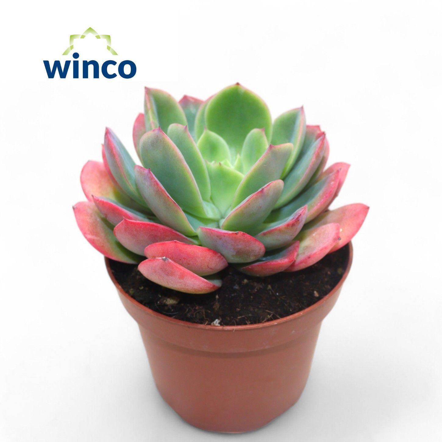 Горшечные цветы и растения оптом Echeveria Luella от 9шт из Голландии с доставкой по России