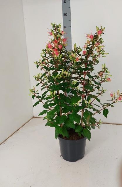 Горшечные цветы и растения оптом Fuchsia W Jubelteen от 1шт из Голландии с доставкой по России