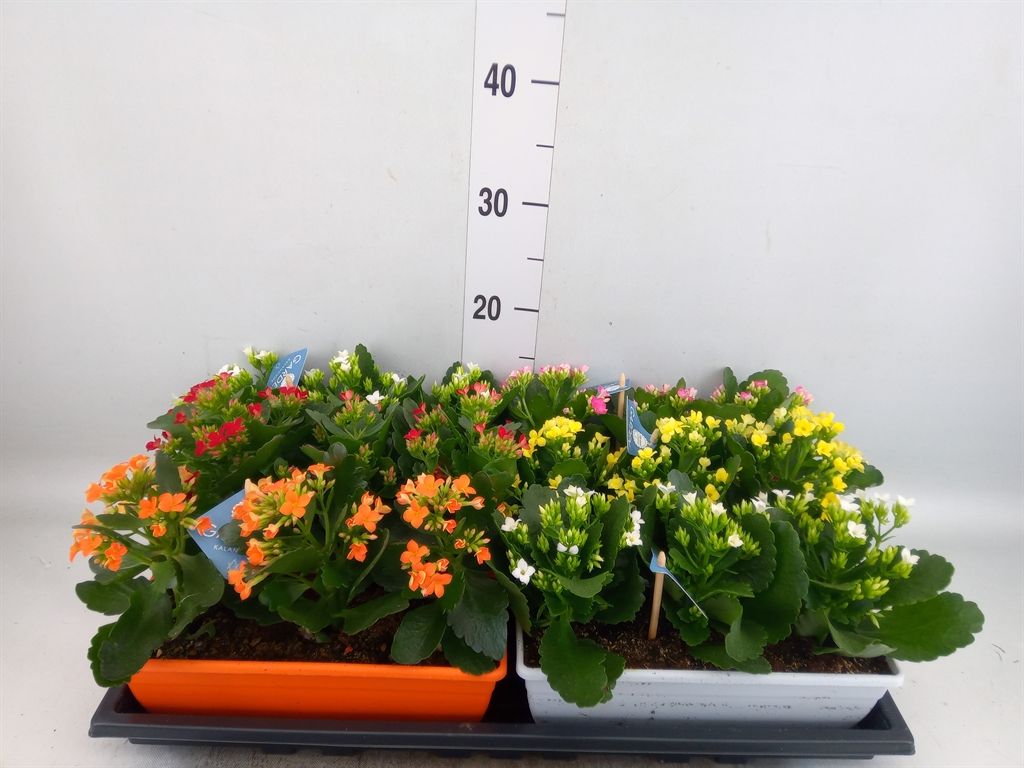 Горшечные цветы и растения оптом Kalanchoe Blos.   ..en Mix от 6шт из Голландии с доставкой по России