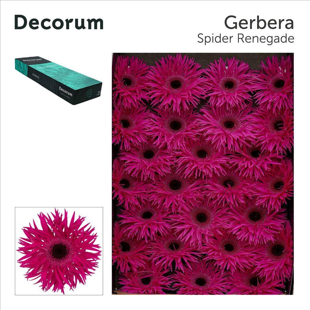 Срезанные цветы оптом Gerbera renegade от 50шт из Голландии с доставкой по России