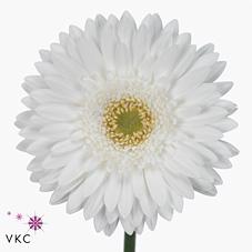 Срезанные цветы оптом Gerbera pole ice от 40шт из Голландии с доставкой по России