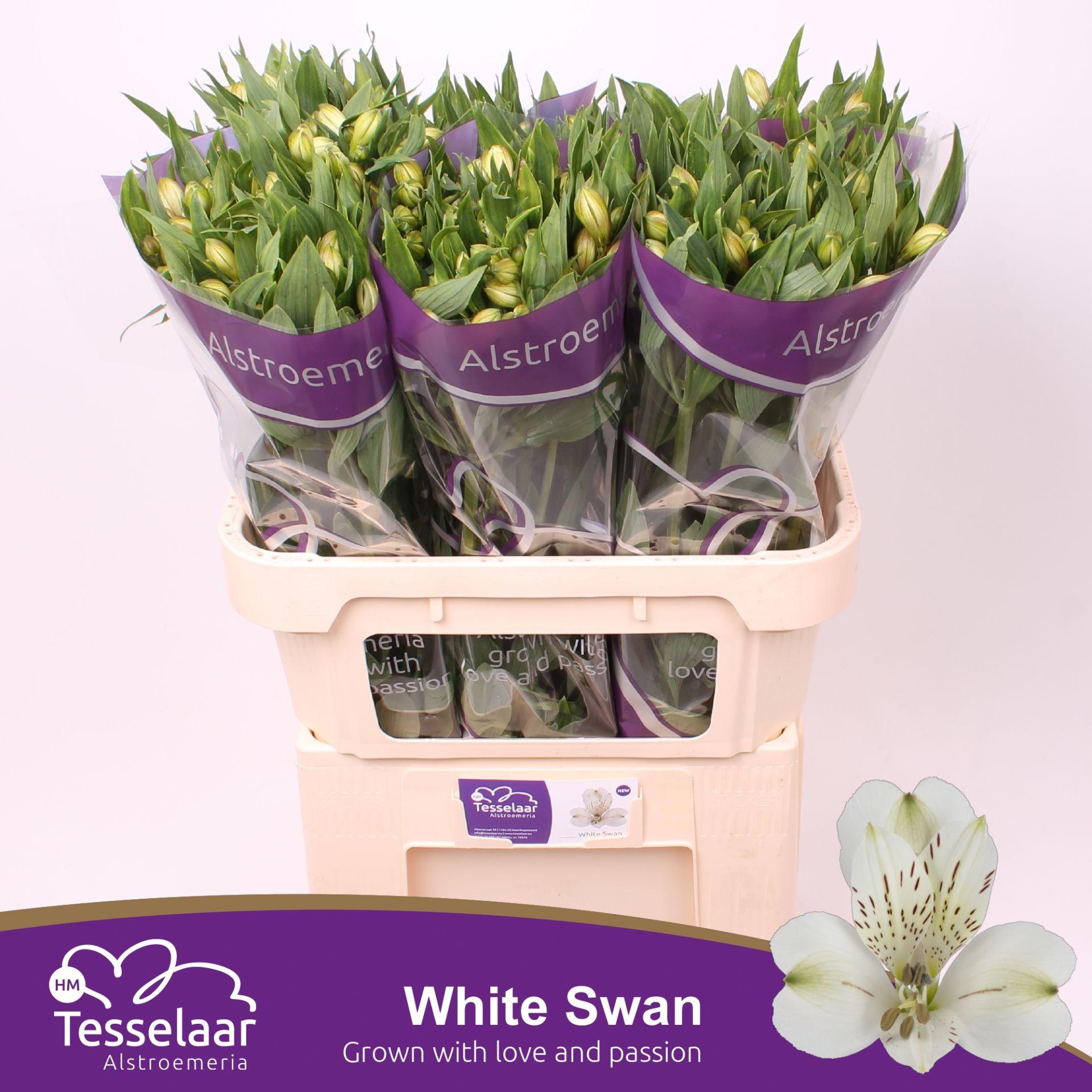 Срезанные цветы оптом Alstroemeria white swan от 80шт из Голландии с доставкой по России