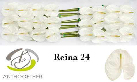 Срезанные цветы оптом Anthurium reina 294 от 24шт из Голландии с доставкой по России