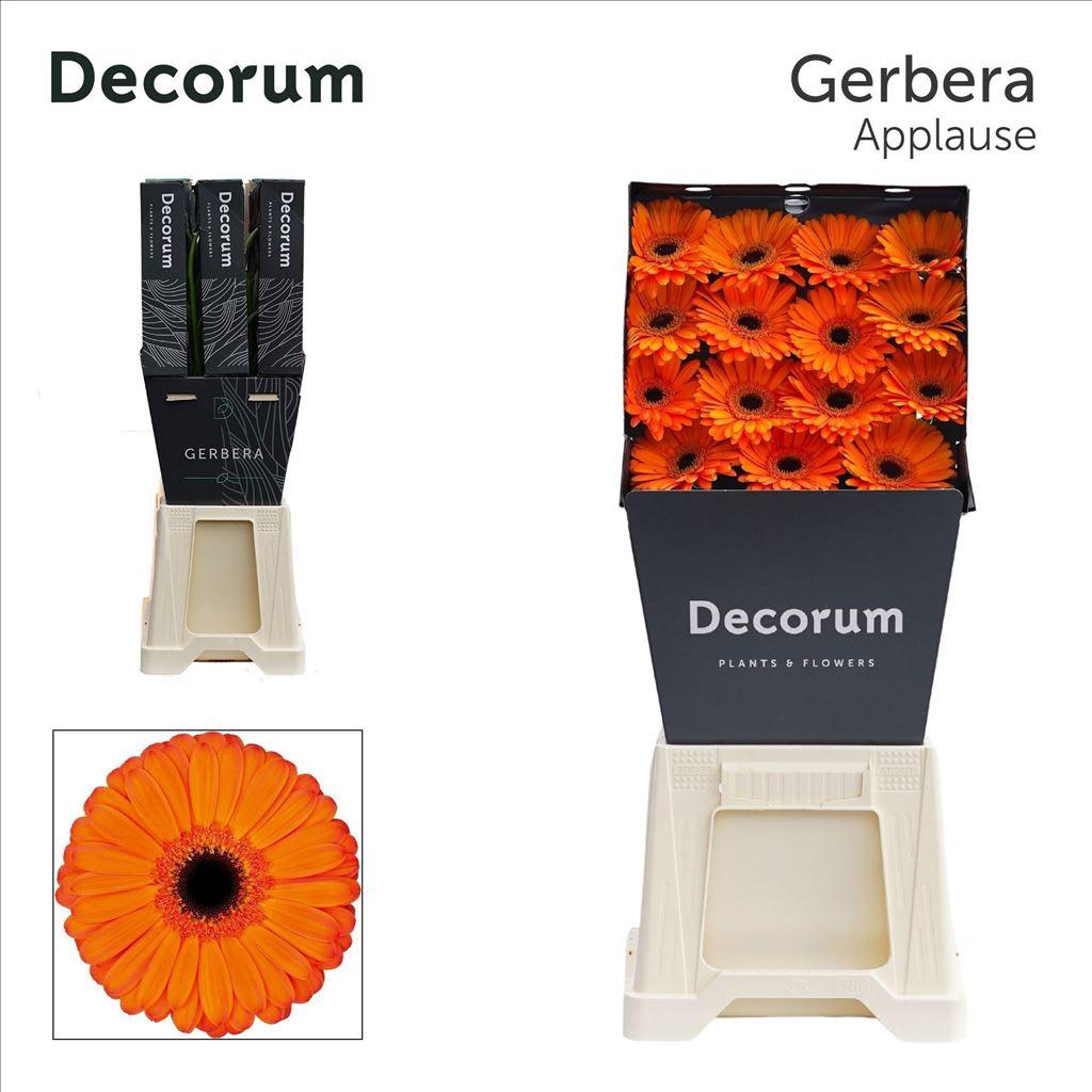 Срезанные цветы оптом Gerbera diamond applause от 45шт из Голландии с доставкой по России