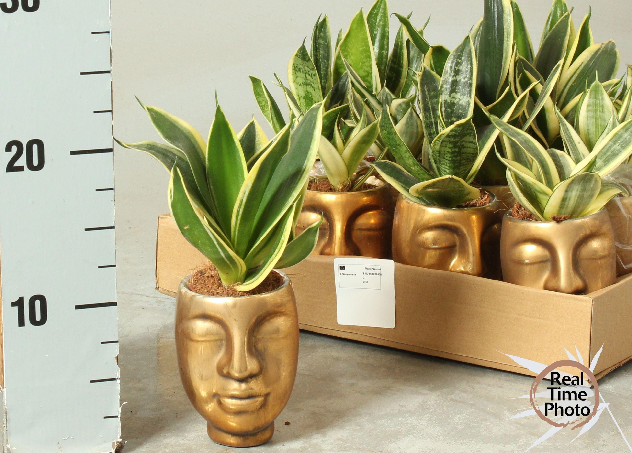 Горшечные цветы и растения оптом Sansev Trifascia  Ov от 12шт (для телеги) из Голландии с доставкой по России