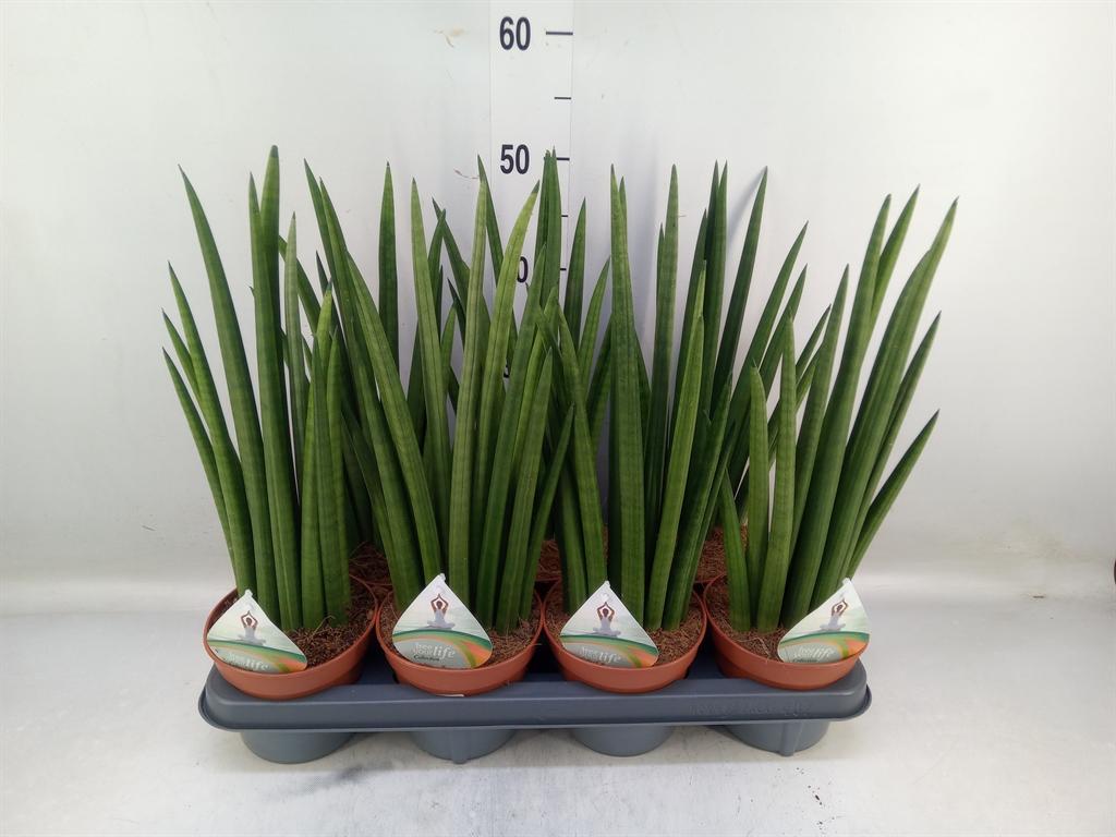 Горшечные цветы и растения оптом Sansevieria Cyl.  ... от 7шт из Голландии с доставкой по России