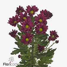 Срезанные цветы оптом Chrys sp purple star от 80шт из Голландии с доставкой по России