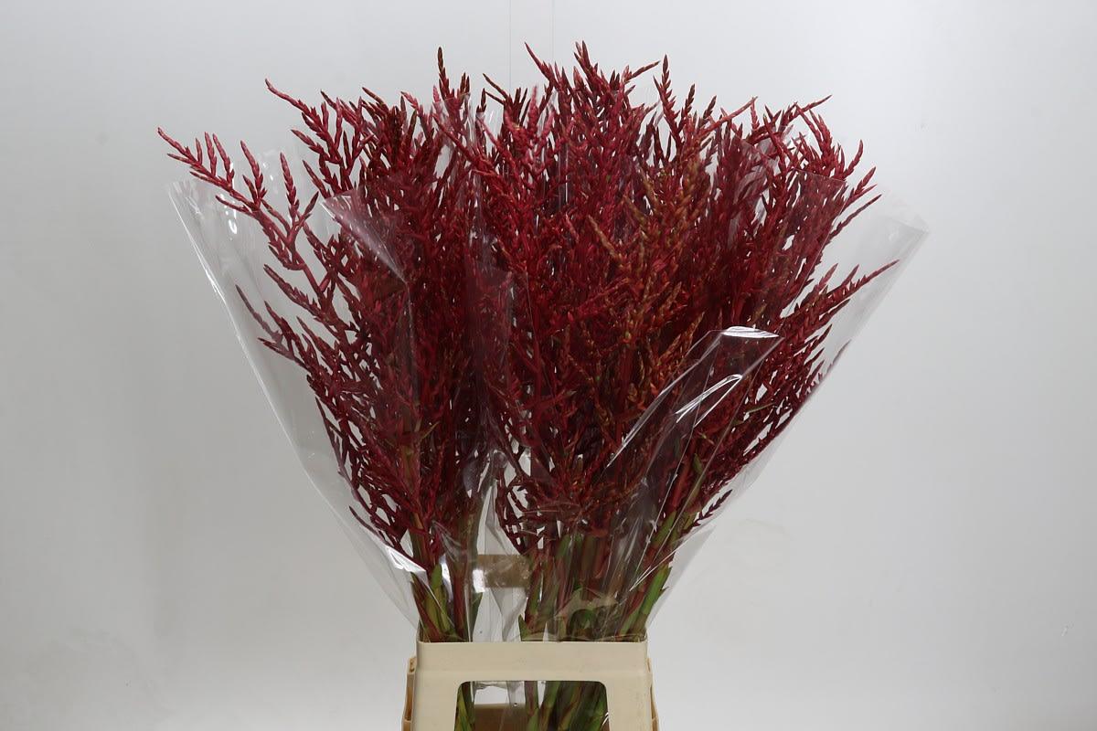 Срезанные цветы оптом Bromelia flower red paloma от 30шт из Голландии с доставкой по России