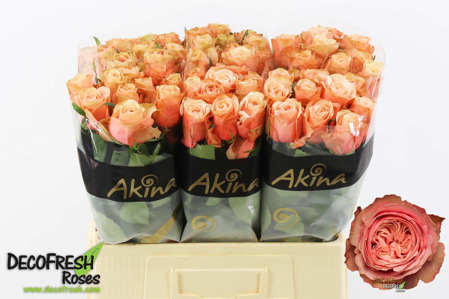 Срезанные цветы оптом Rosa large kahala от 60шт. из Голландии с доставкой по России