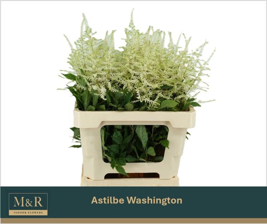 Срезанные цветы оптом Astilbe washington от 40шт из Голландии с доставкой по России