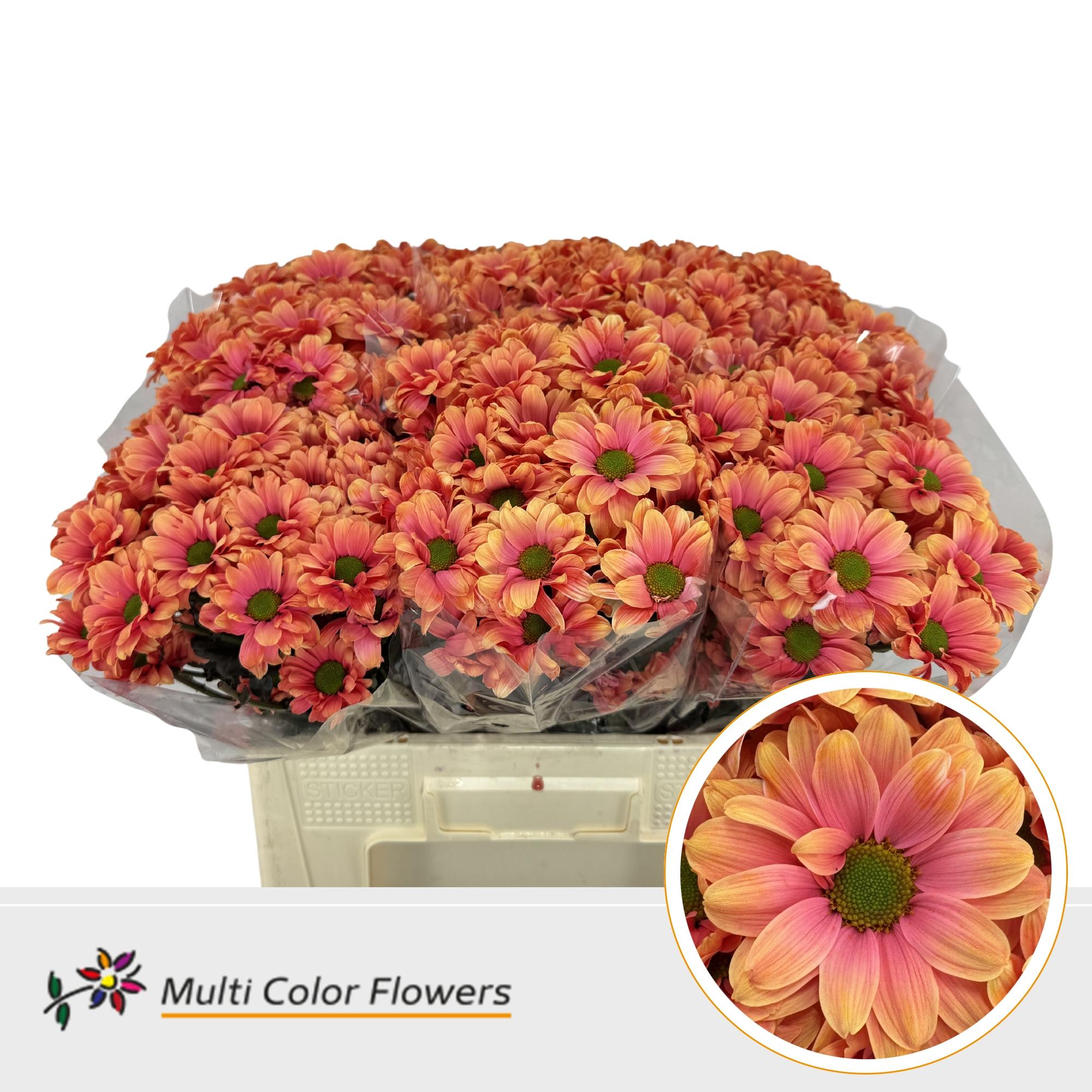 Срезанные цветы оптом Chrys sp paint kennedy rome от 40шт из Голландии с доставкой по России