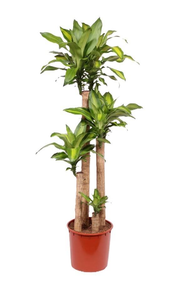 Горшечные цветы и растения оптом Dracaena Massangeana 120-90-60-30 от 1шт из Голландии с доставкой по России